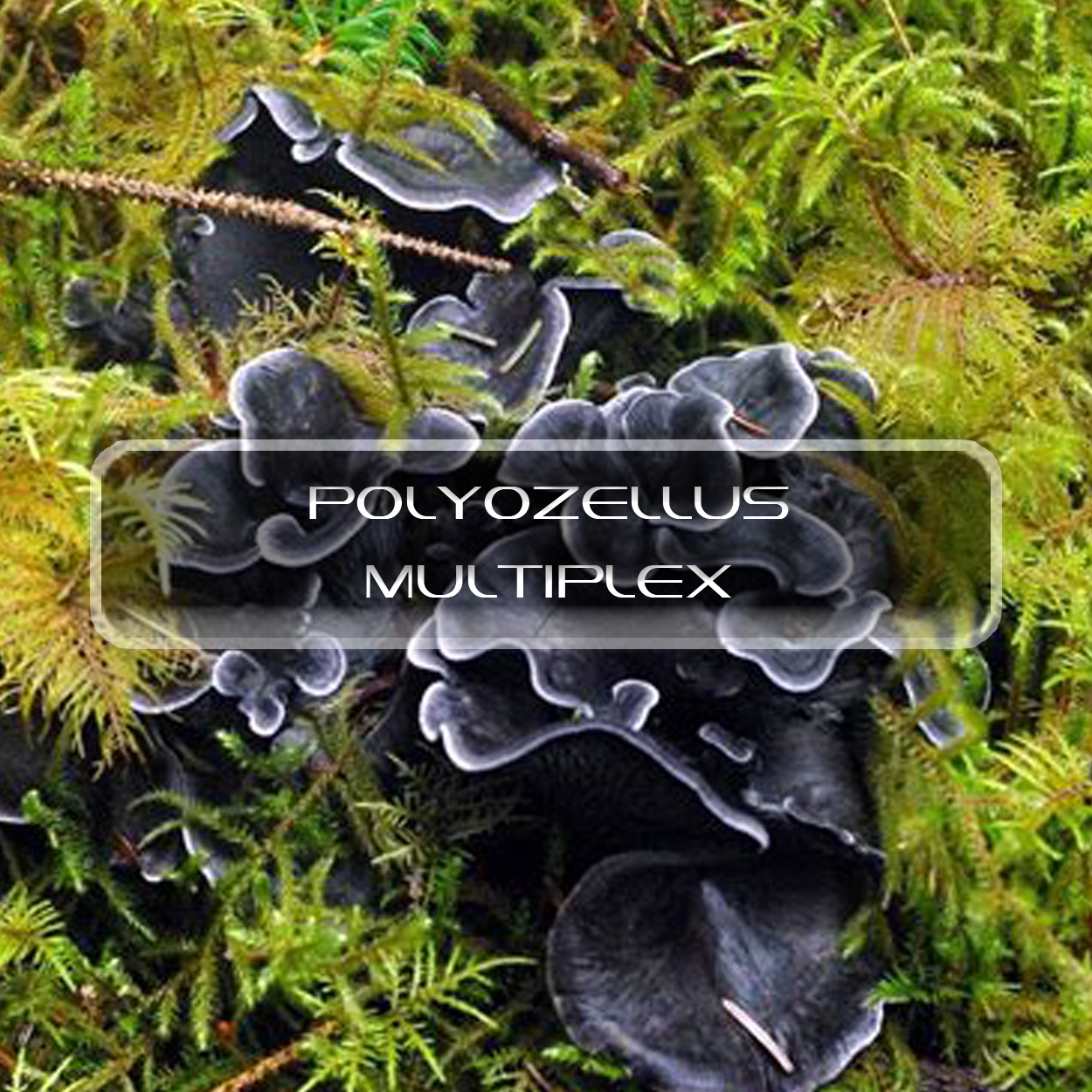 Polyozellus Multiplex Interstellar Blends Activate Your Super Powers