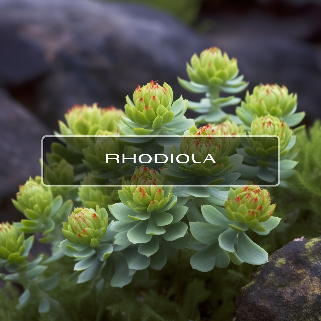 Rhodiola Interstellar Blends Activate Your Super Powers