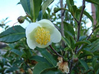Camellia sinensis fruit