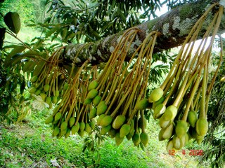 Durian growing in bunches 