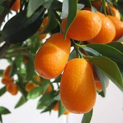 Kumquat delicious green orange