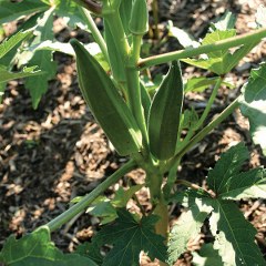 green Okra growing from the ground