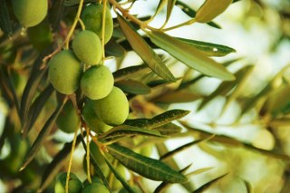 olives and olive leaves