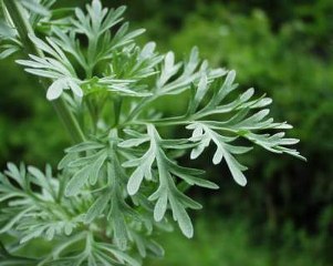 Artemisia (Artemisia spp.) 