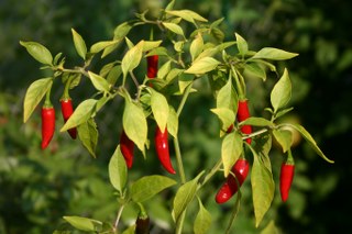 Chili pepper (Capsicum spp.) 