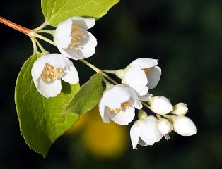 Jasmine flowers (Jasminum spp.) 