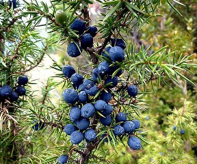Juniper berry (Juniperus communis)