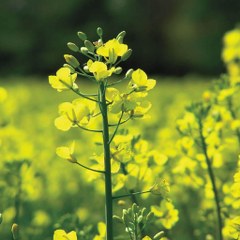 Mustard, yellow (Brassica hirta = Sinapis alba) 