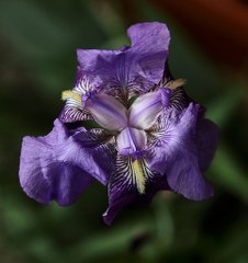 Orris root (Iris germanica, I. florentina, I. pallida) 