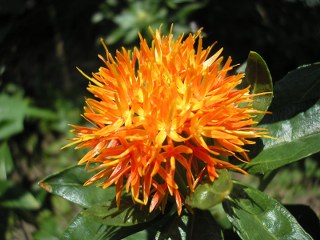 Safflower (Carthamus tinctorius), only for yellow color 