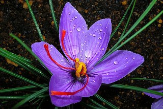 Saffron (Crocus sativus) 