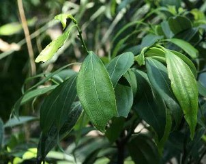 Saigon cinnamon (Cinnamomum loureiroi) 