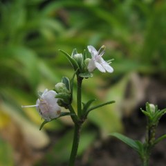 Spikenard (Nardostachys grandiflora or N. jatamansi) 
