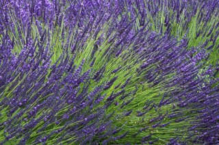 Lavender (Lavandula spp.) 