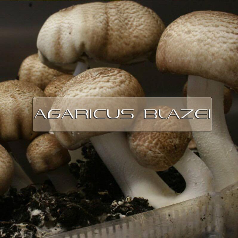 Premium Dried Agaricus Blazei Mushrooms - 1lb Bag, All Natural