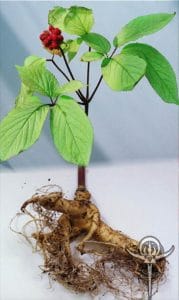 Benefits Of American Ginseng | Interstellar Plan | Science Based Anti ...