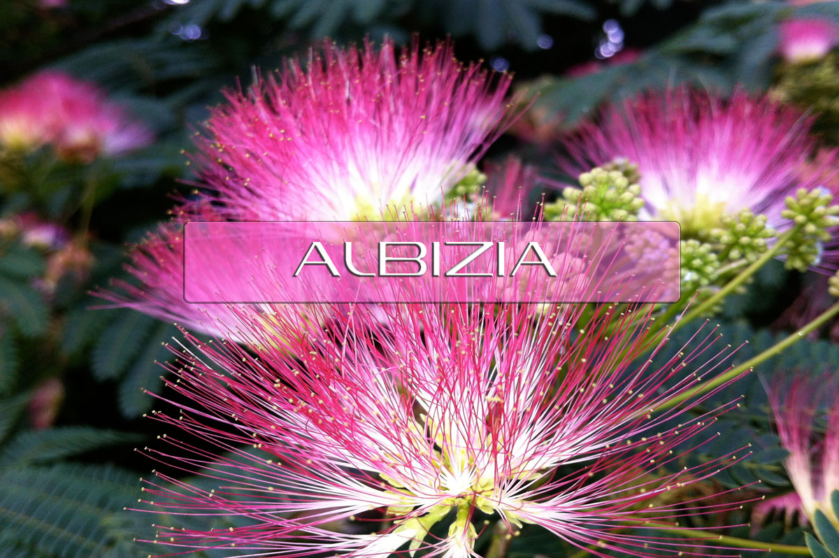 Benefits Of Albizia Interstellar Blends Activate Your Super Powers