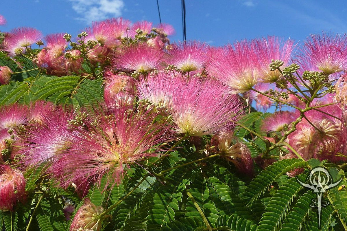 Herb Pharm - Ever notice these pink puff balls drifting on the breeze?  These floating blossoms belong to none other than the Albizia tree (Albizia  julibrissin)! Otherwise known as Mimosa or Silk