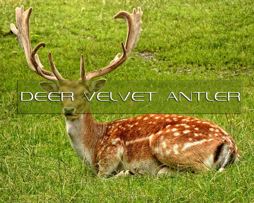 Deer Velvet Antler 1 Interstellar Blends Activate Your Super Powers   Deer Velvet Antler 1 