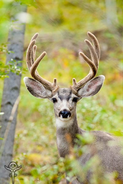 Chinese Medicine (TCM) and Deer Velvet 