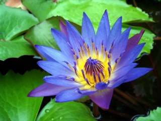 Egyptian Blue Lotus (Nymphaea caerulea)
