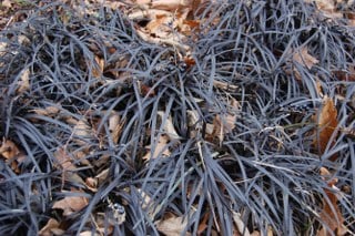 Ophiopogon Root