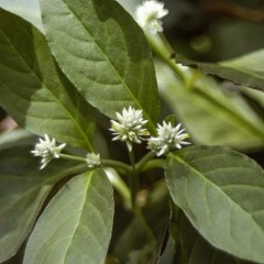 Suma (Pfaffia Paniculata)