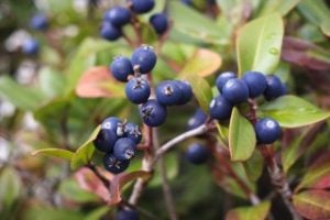 Bilberry extract Anthocyanin