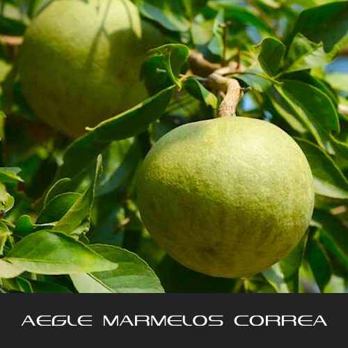 Aegle Marmelos Correa – The Interstellar Plan | Interstellar Blends ...