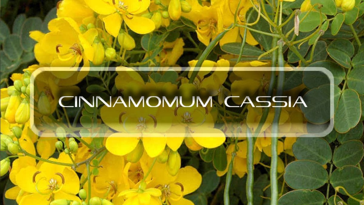 Benefits of Cinnamomum Cassia Interstellar Blends Activate Your