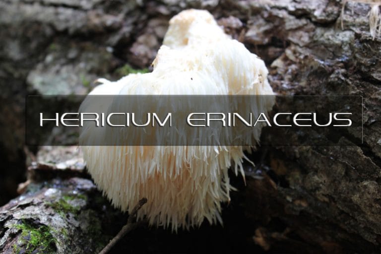 Benefits of Hericium Erinaceus Interstellar Blends Activate Your