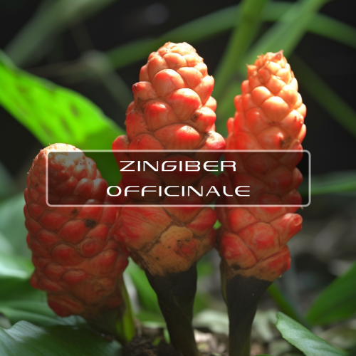 Benefits of Zerumbone Zingiber Zerumbet Interstellar Blends