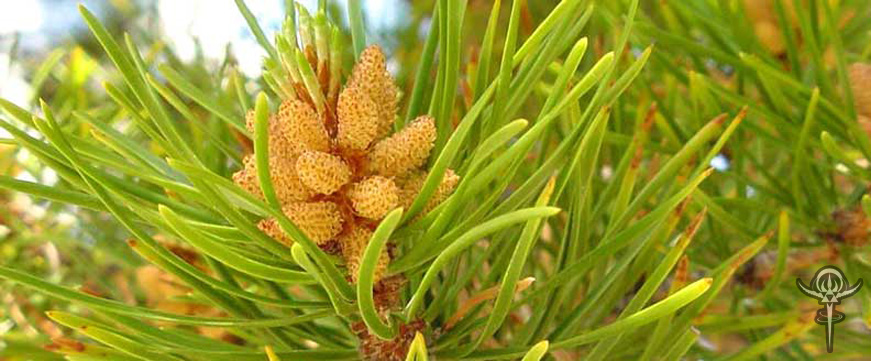 Benefits of Pine Pollen | Interstellar Blends | Activate Your Super Powers!