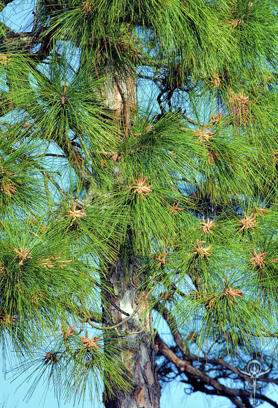 Benefits of Pine Pollen | Interstellar Blends | Activate Your Super Powers!