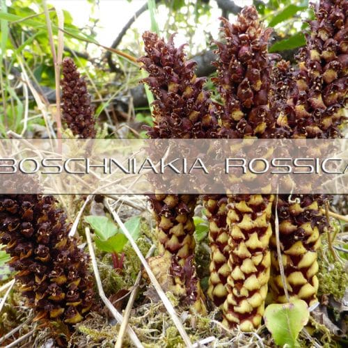 Benefits of Asparagus Racemosus Root Interstellar Blends Activate