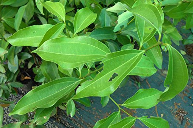 Benefits of Cinnamomum Zeylanicum Interstellar Blends Activate Your Super Powers!