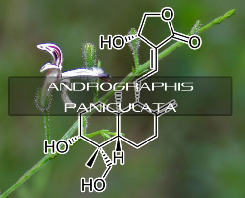 Benefits of Andrographis Paniculata | Interstellar Blends | Activate ...