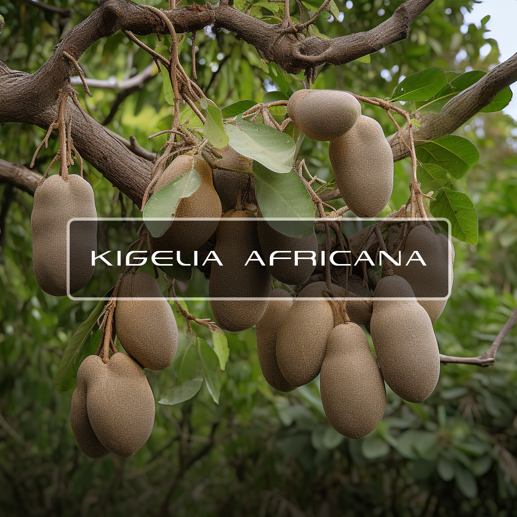 Kigelia Africana: Nature's Underrated Marvel. The Mystical Origins and  Ethnobotanical Significance - POLISH DISTRIBUTOR OF RAW MATERIALS