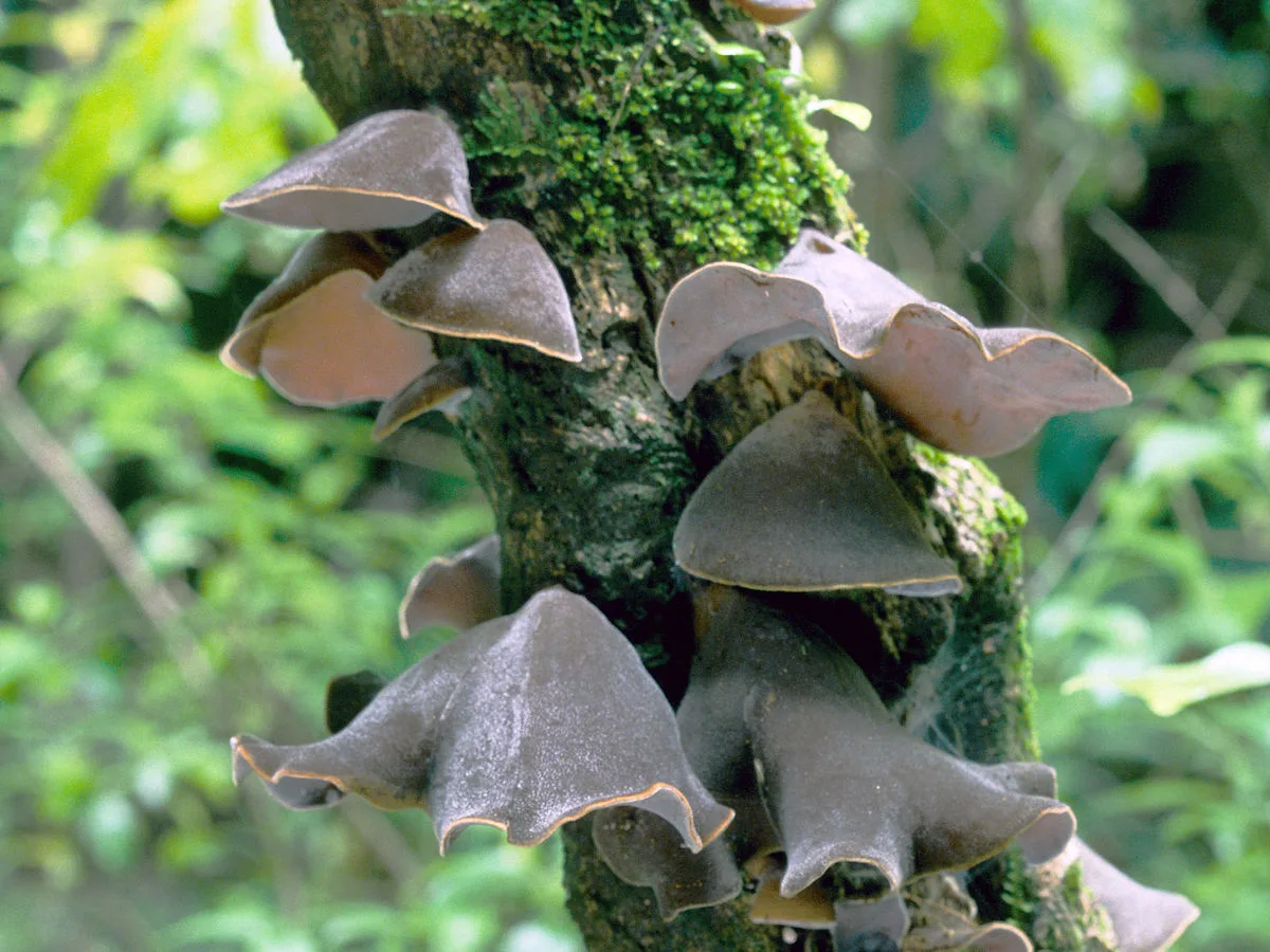 About Tree Ear - Maryland Biodiversity Project, image size:1200x900